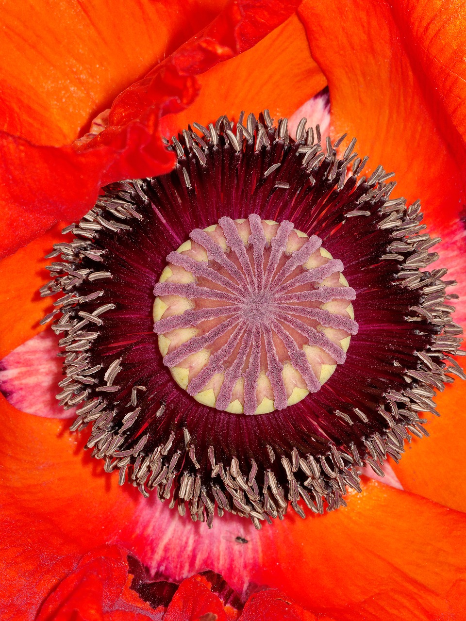 Image - poppy flower summer