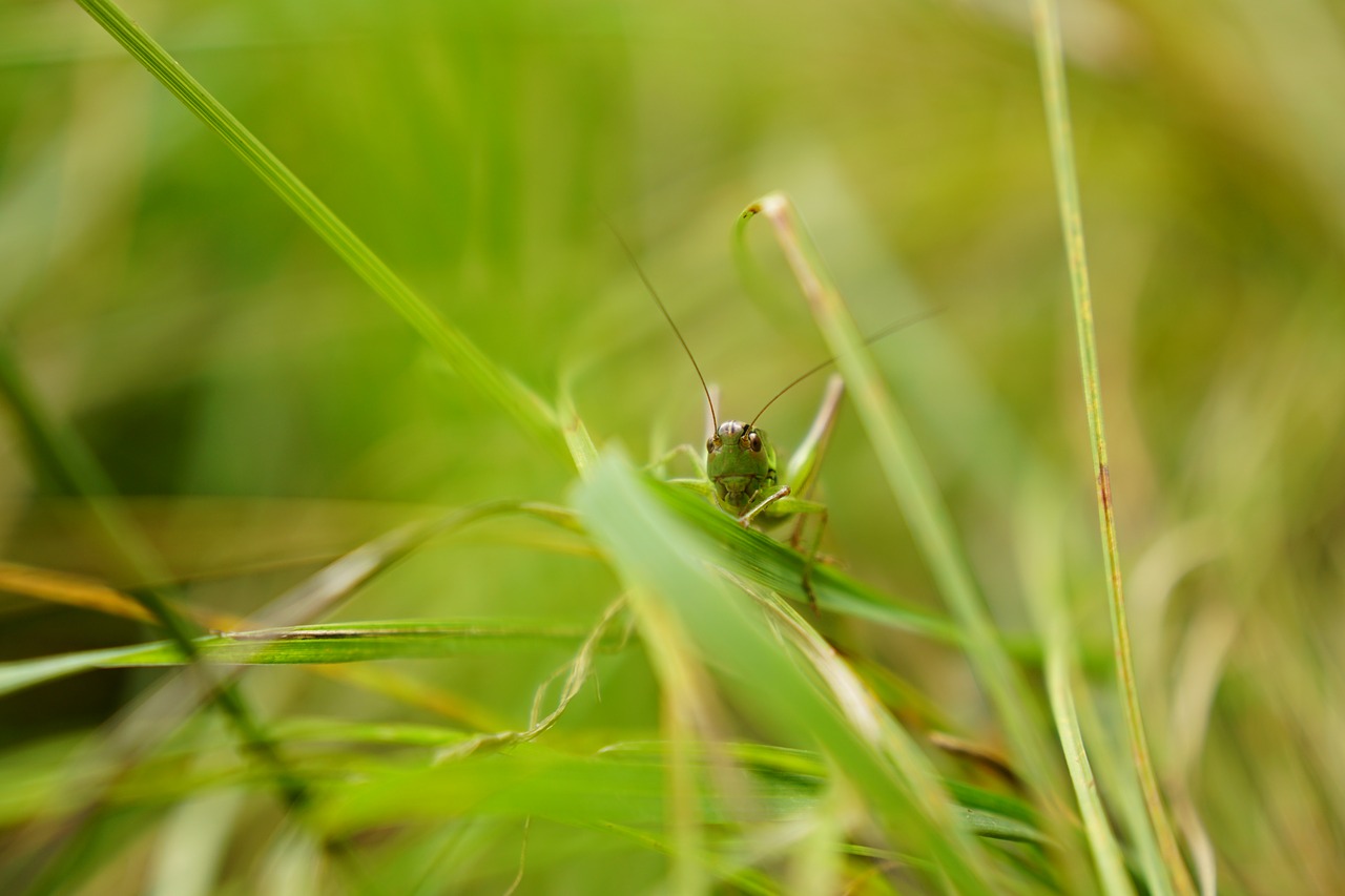 Image - grasshopper grass macro insect