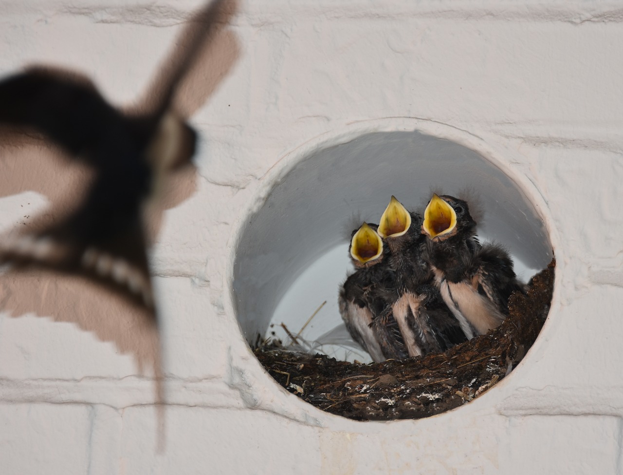 Image - barn swallows nest feeding