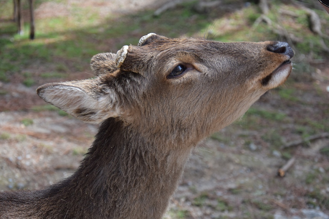 Image - roe deer close sweet