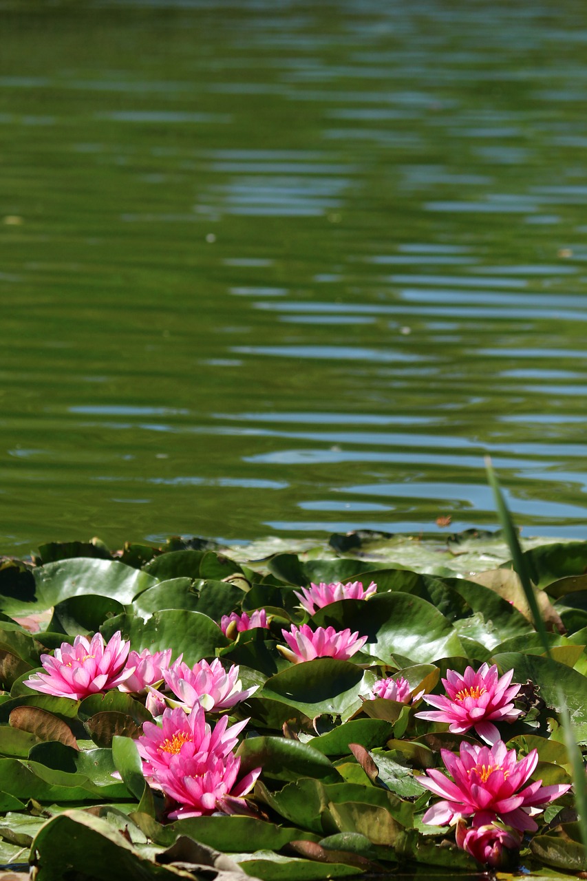 Image - park water lilies lotus water pond