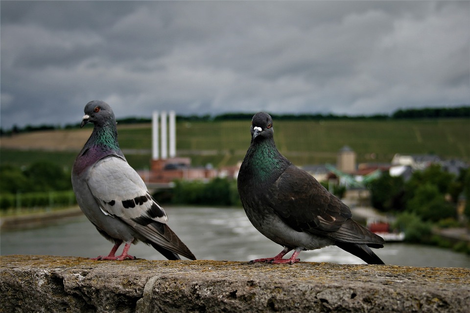 Image - pigeons birds bird pigeon bird