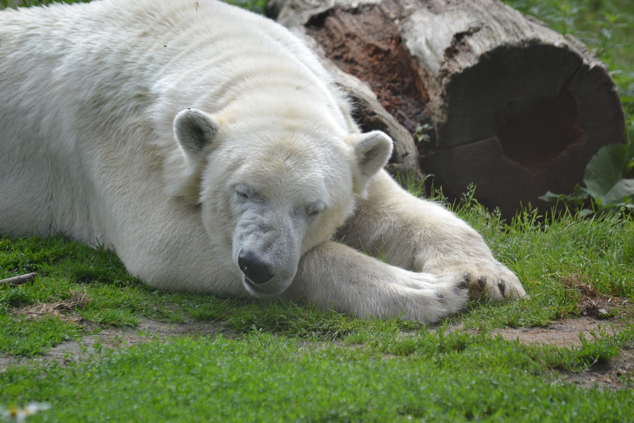 Image - bear polar bear sleep predator zoo