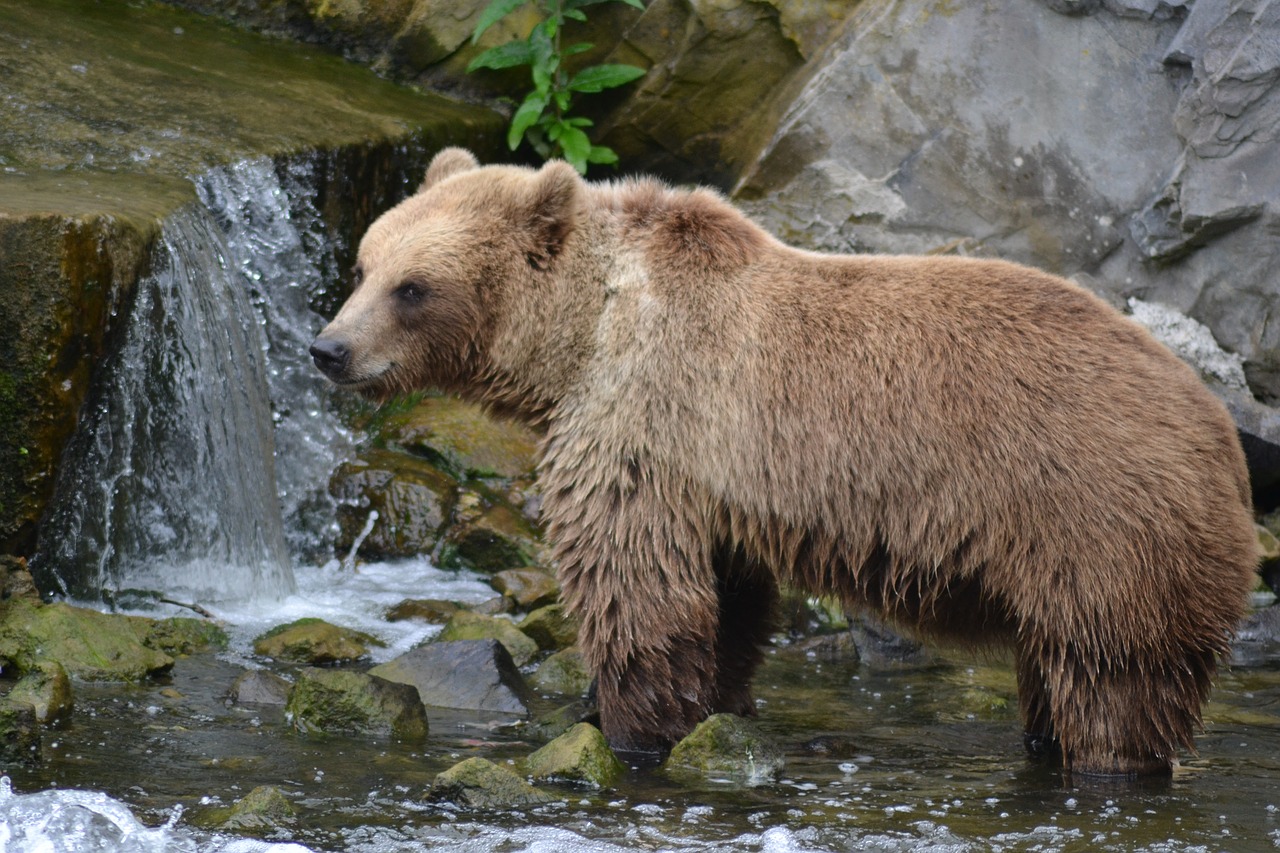 Image - bear brown bear fur forest zoo