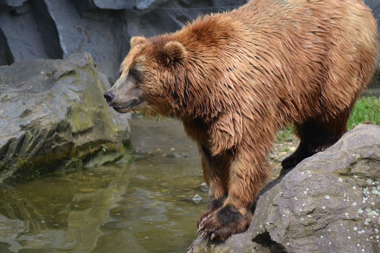 Image - bear predator jump water zoo