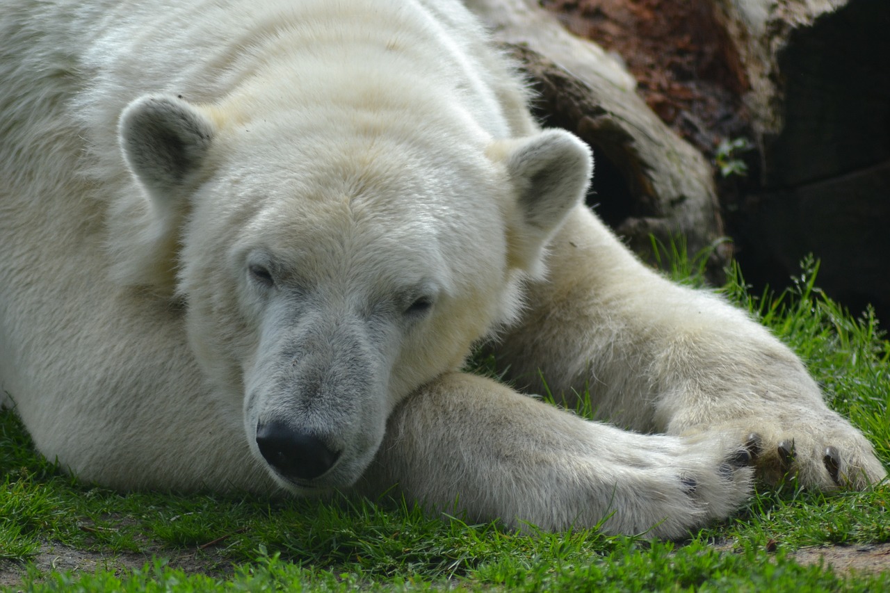 Image - bear polar bear close animal zoo