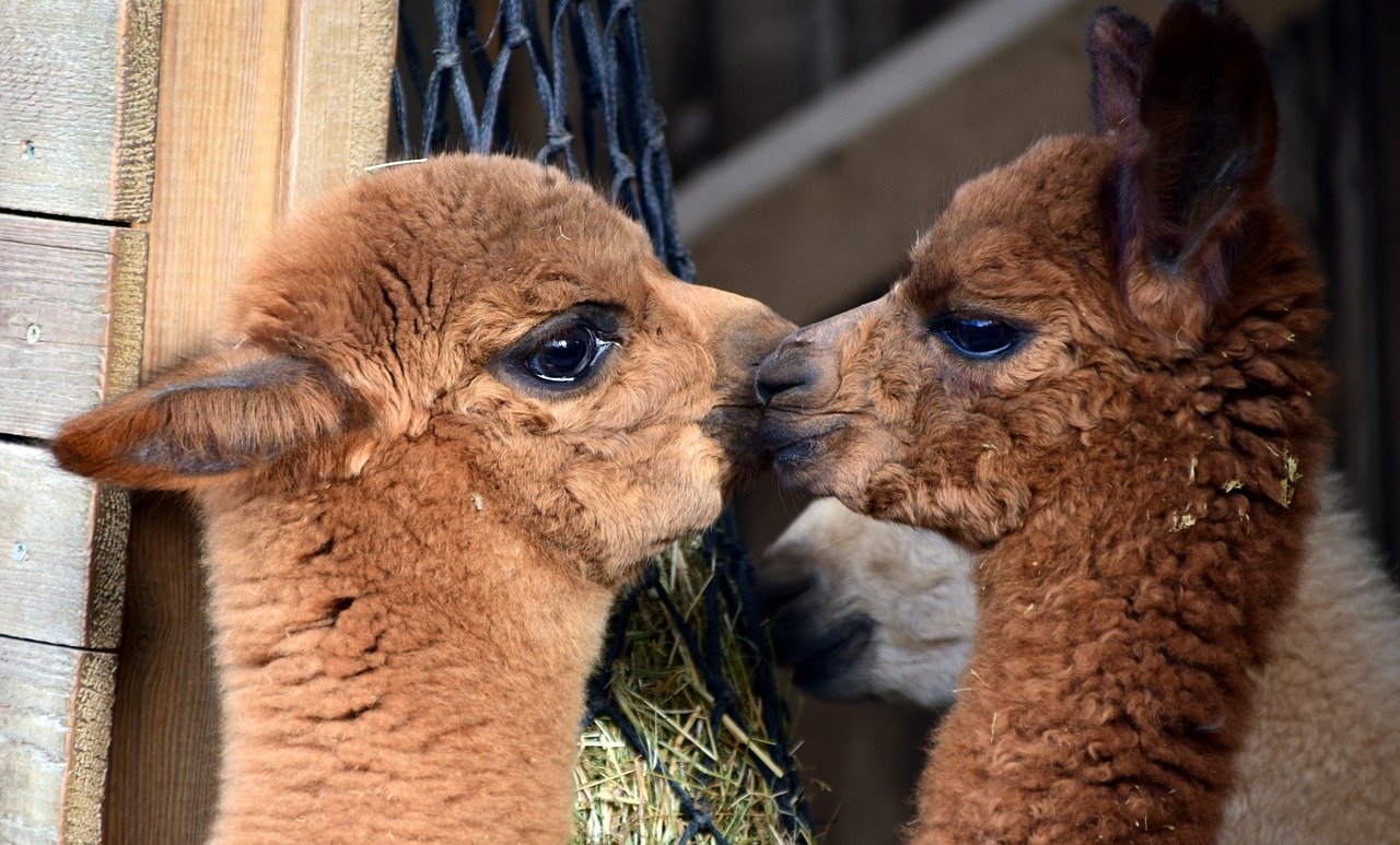 Image - alpaca animal wool mammal fur