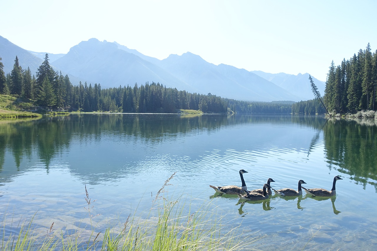 Image - lake canada alberta park duck