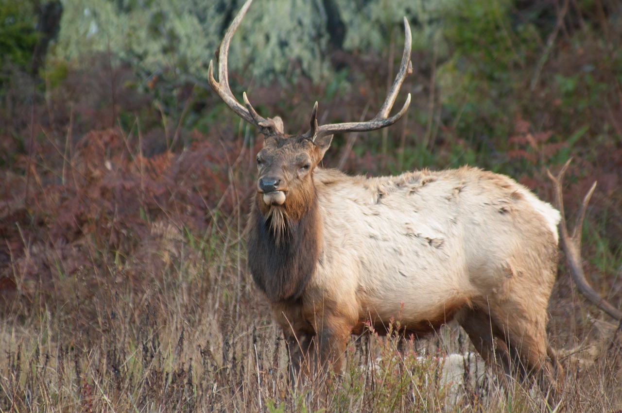 Image - elk mammal animal grass wildlife