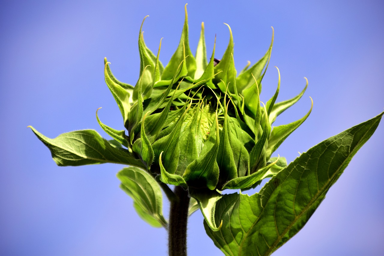 Image - sun flower bud sunflower bud summer