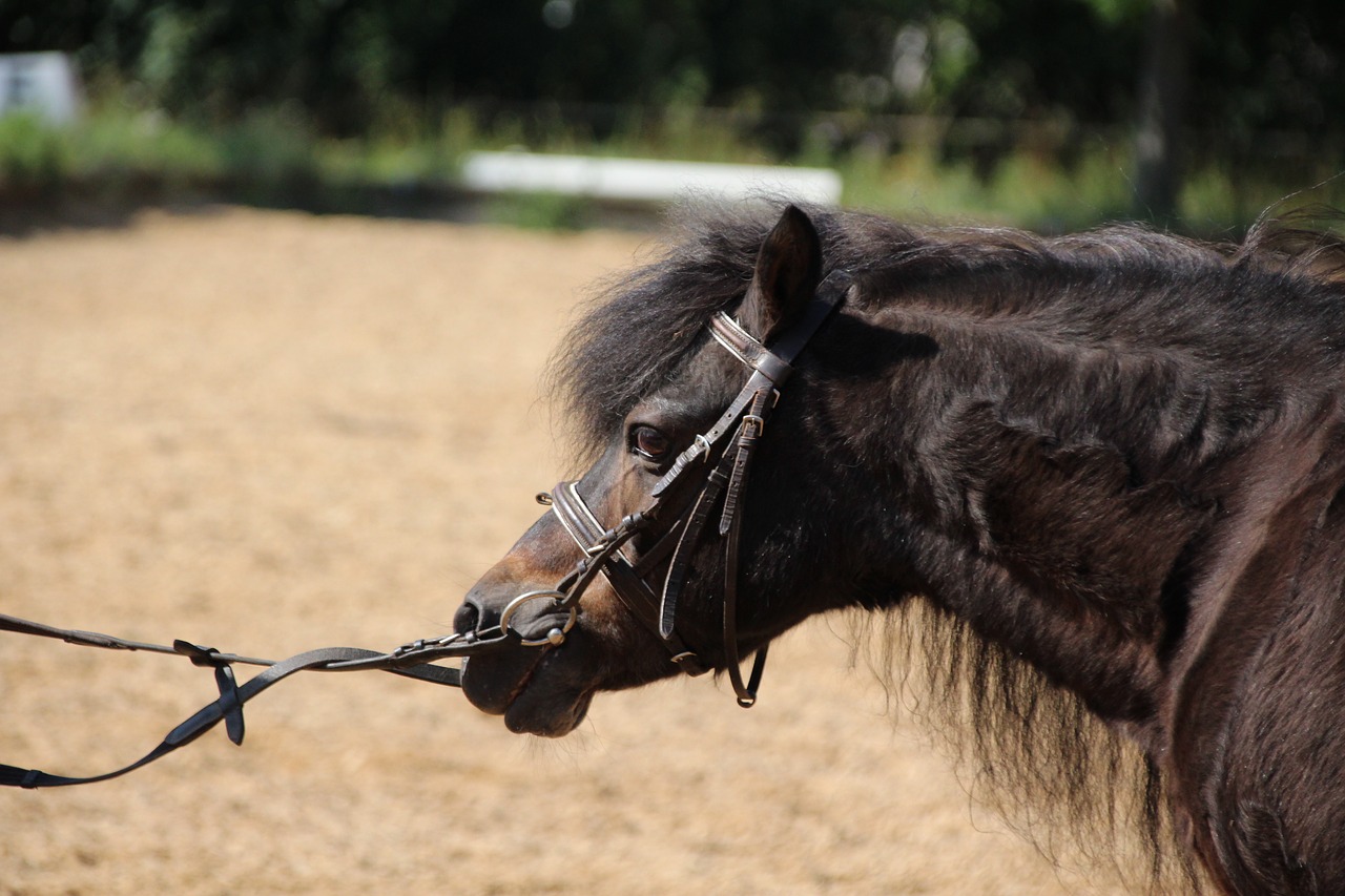 Image - pony reins bridle horse head