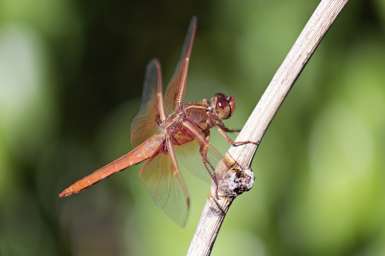 Image - dragonfly insect nature wildlife