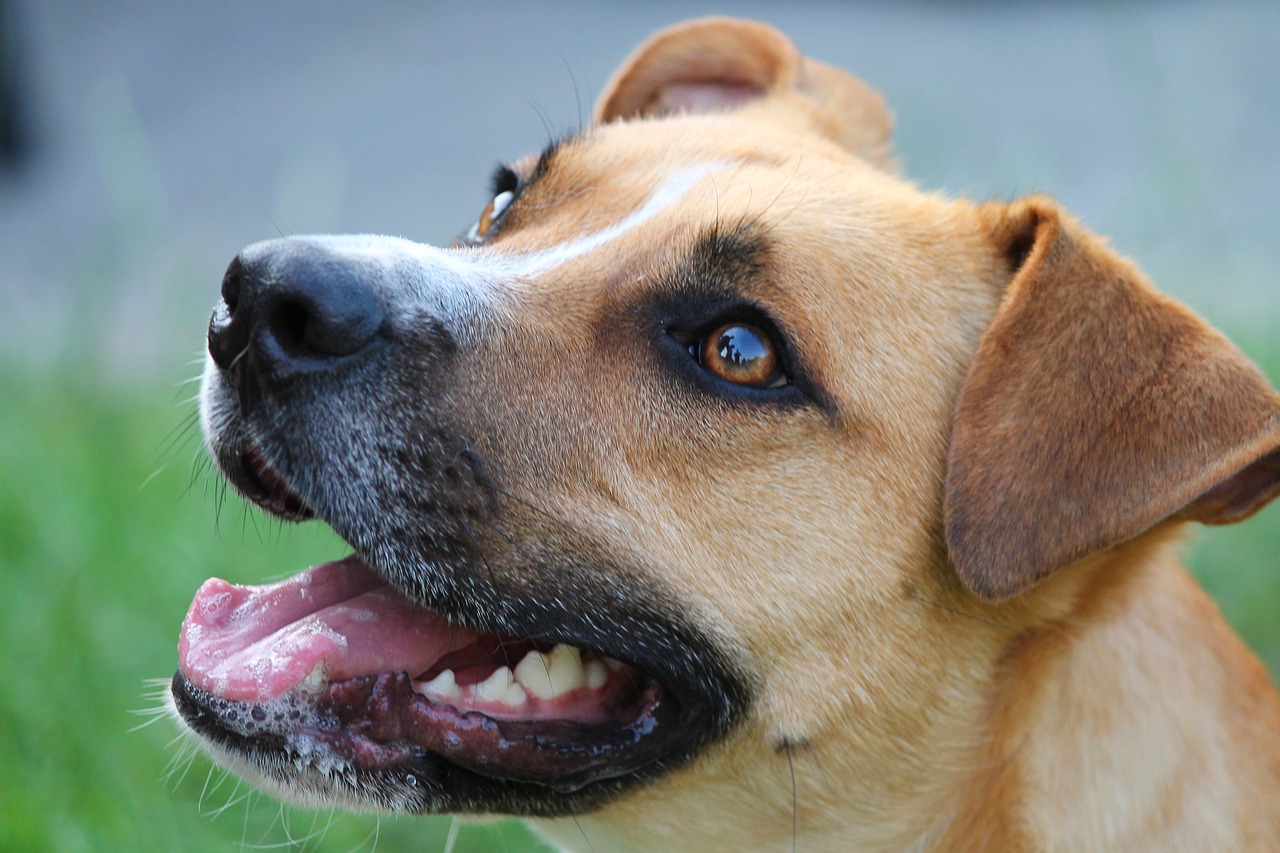 Image - dog hybrid portrait pet animal