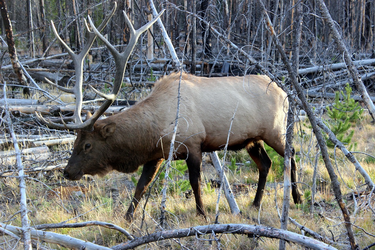 Image - wapiti deer yellowstone