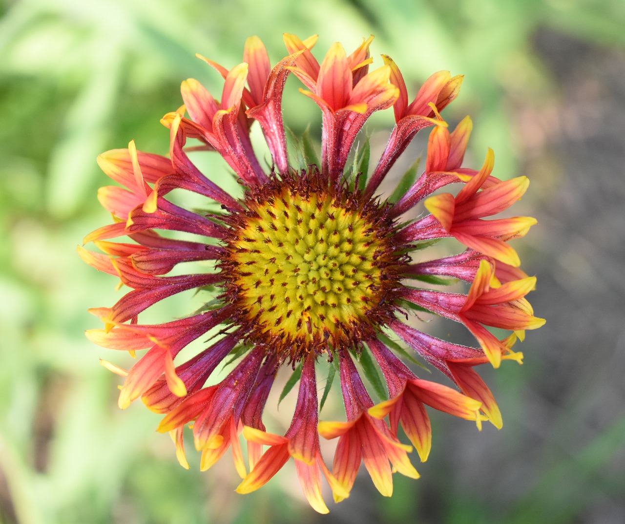 Image - gaillardia flower