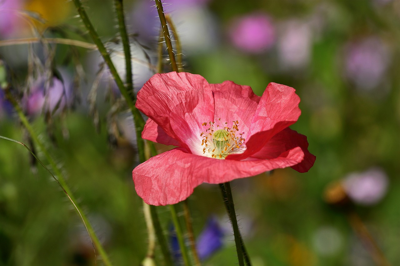 Image - pink poppy blossom bloom flower