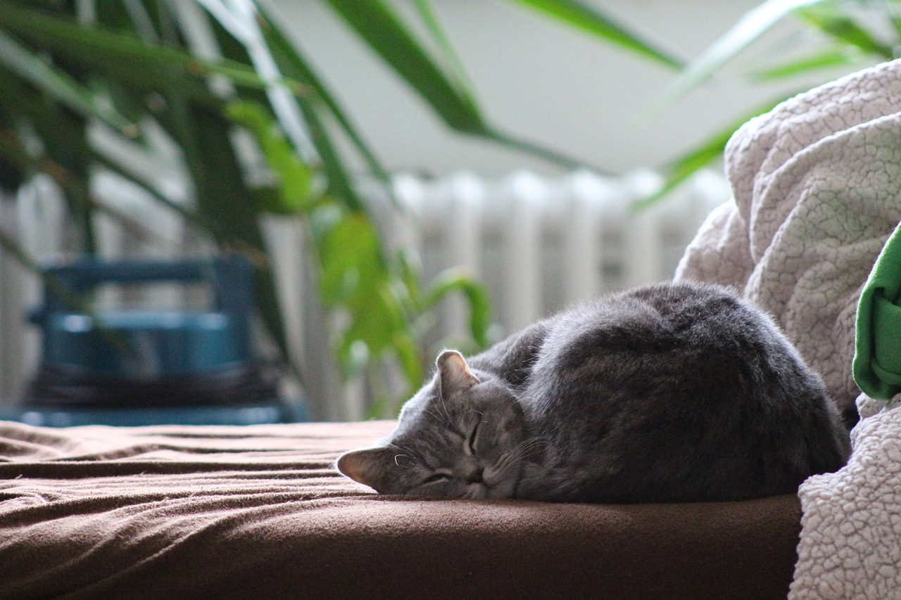 Image - cat british shorthair cat
