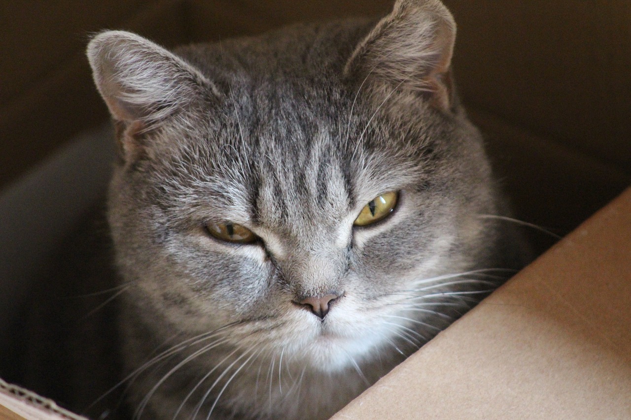 Image - cat british shorthair cat whiskers