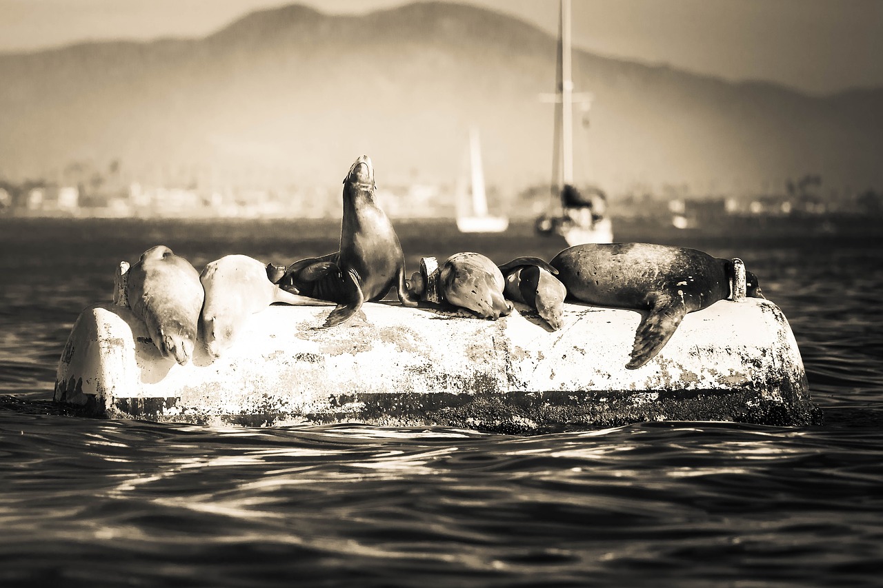 Image - seals ocean nature sea animal