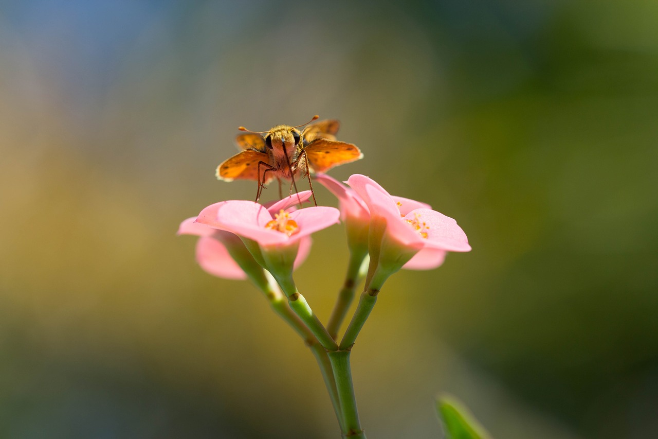 Image - moth macro pink animal nature