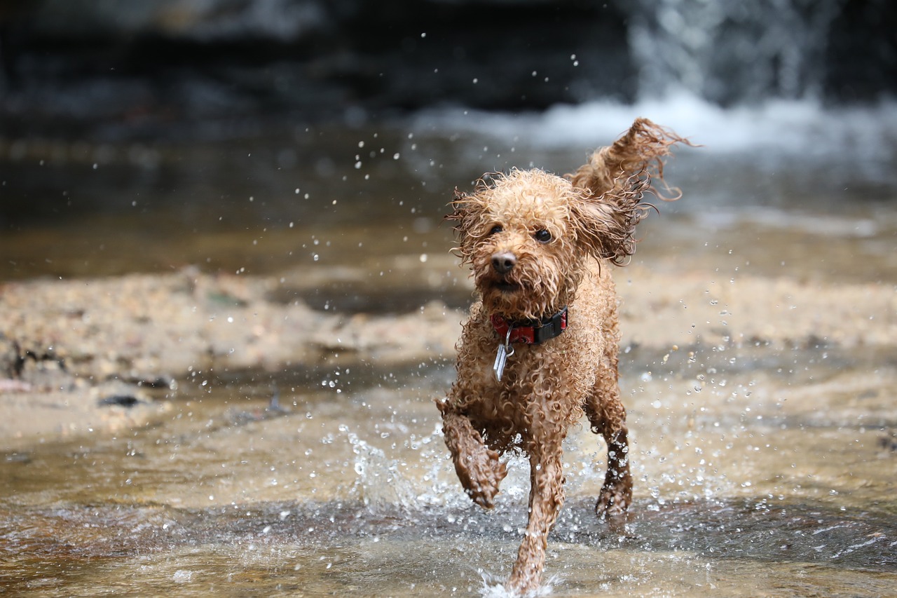 Image - poodle toy poodle dog adorable