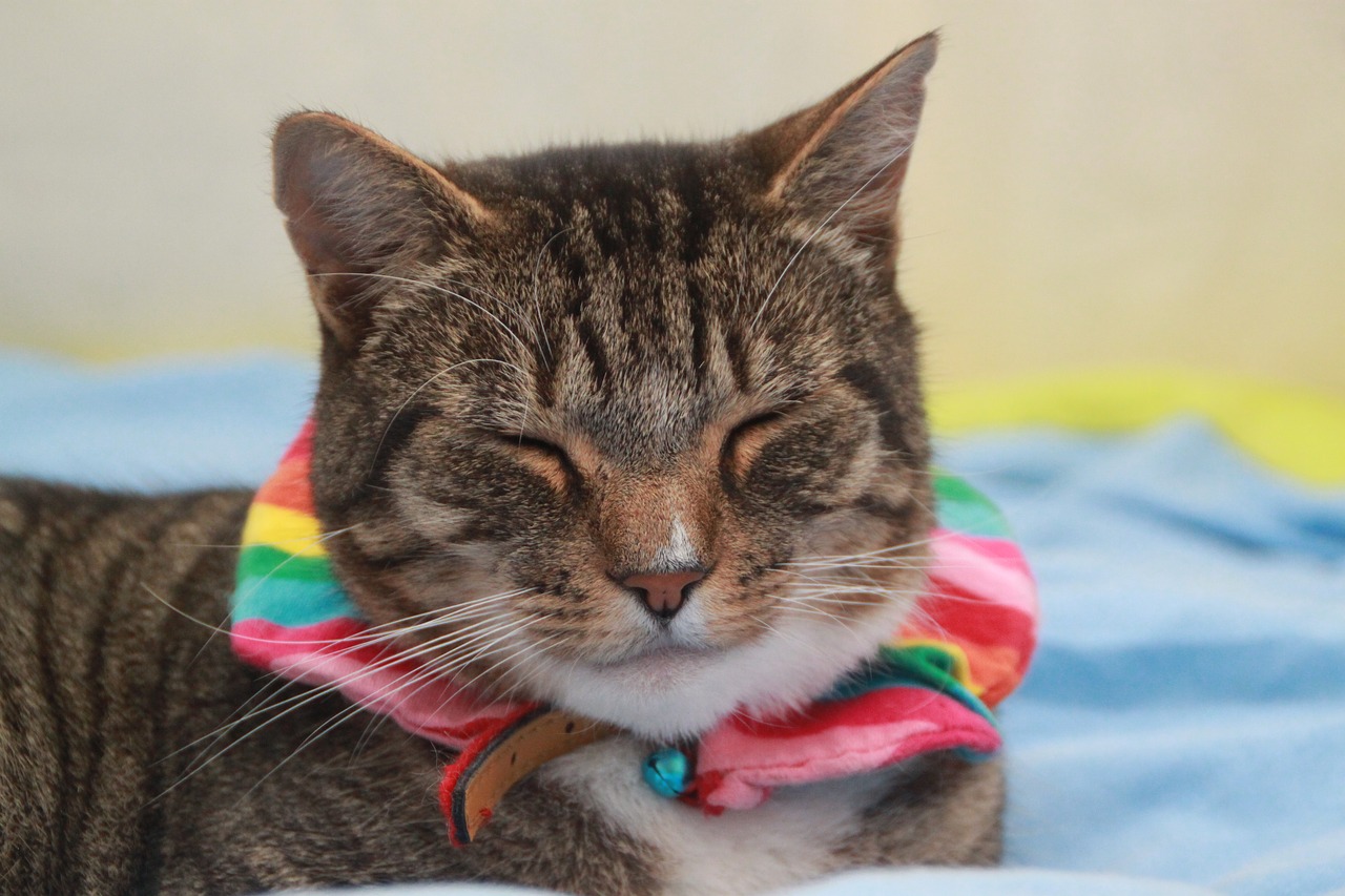 Image - cat tabby rainbow