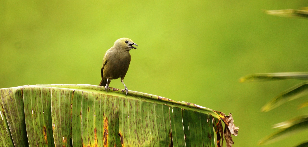 Image - nature birds circassia quindio