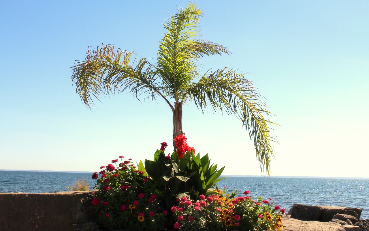 Image - the waterfront palma flowers view