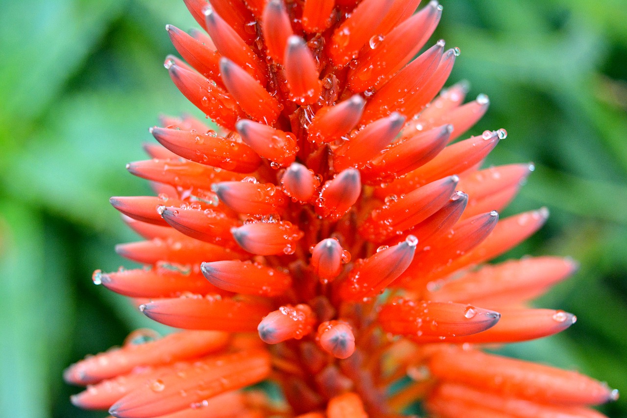 Image - flower red drops garden red flower