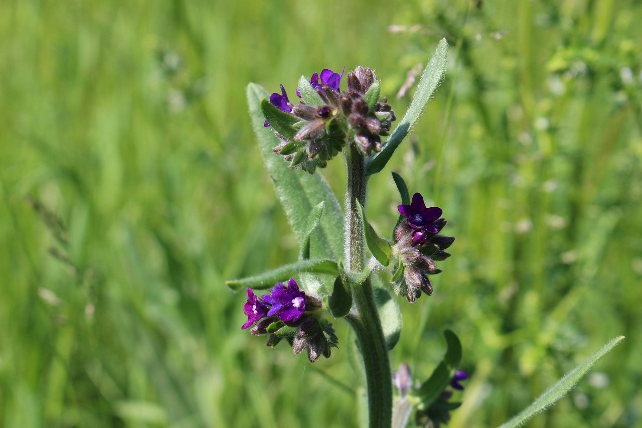 Image - herb purple petals blooming spring