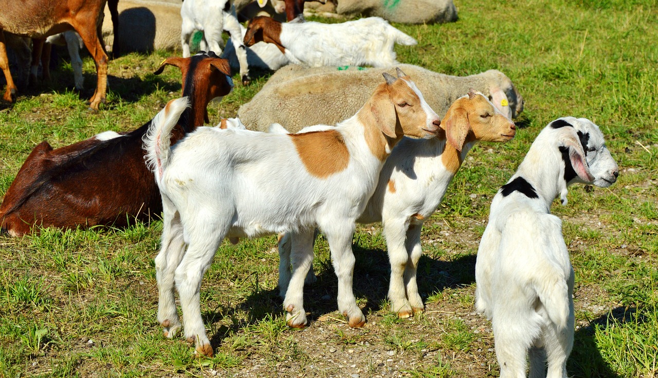 Image - goat prima donna geiss little kids