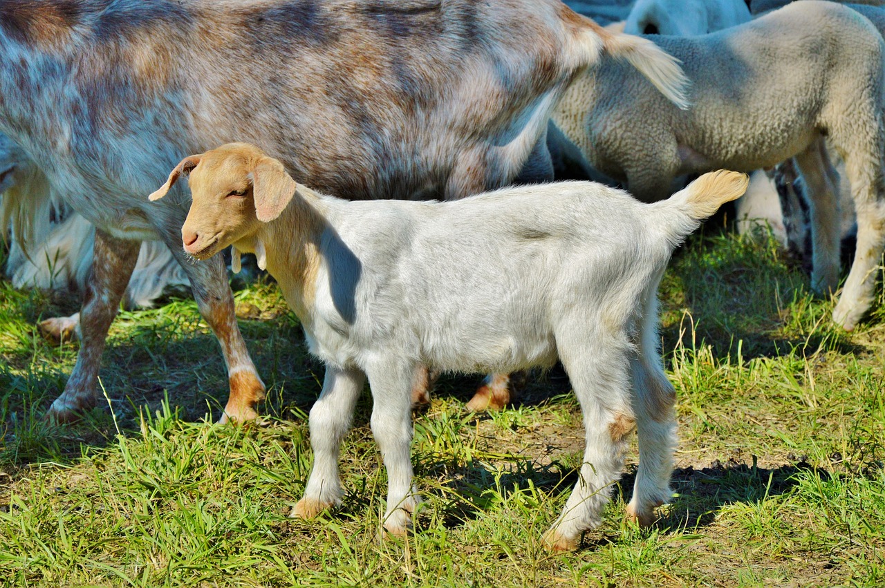 Image - goat prima donna geiss little kids