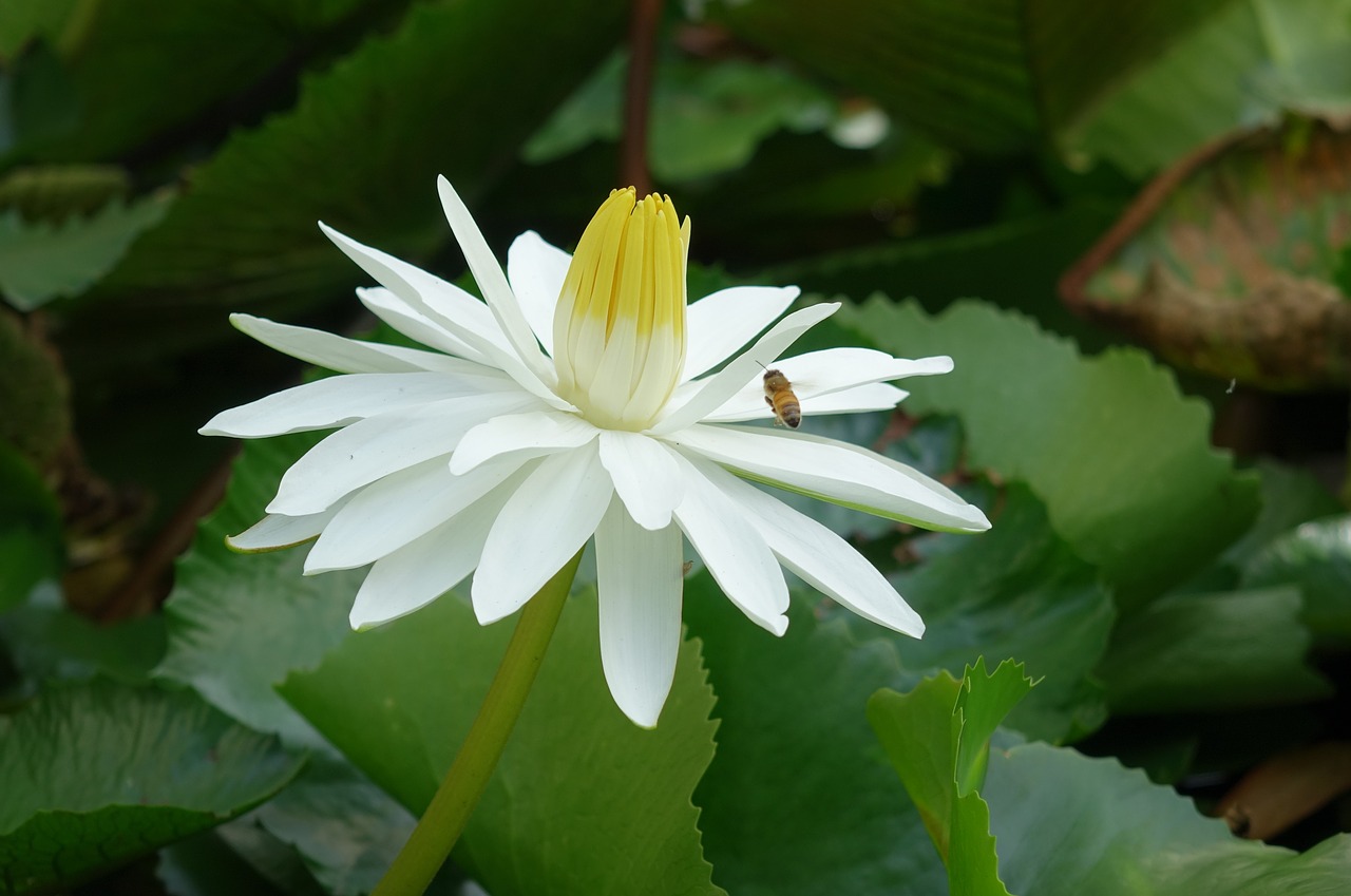 Image - nymphaea alba lotus water fu yung