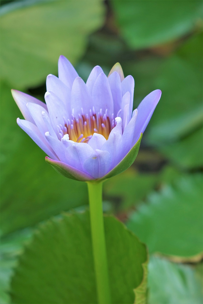 Image - nymphaea alba lotus water fu yung