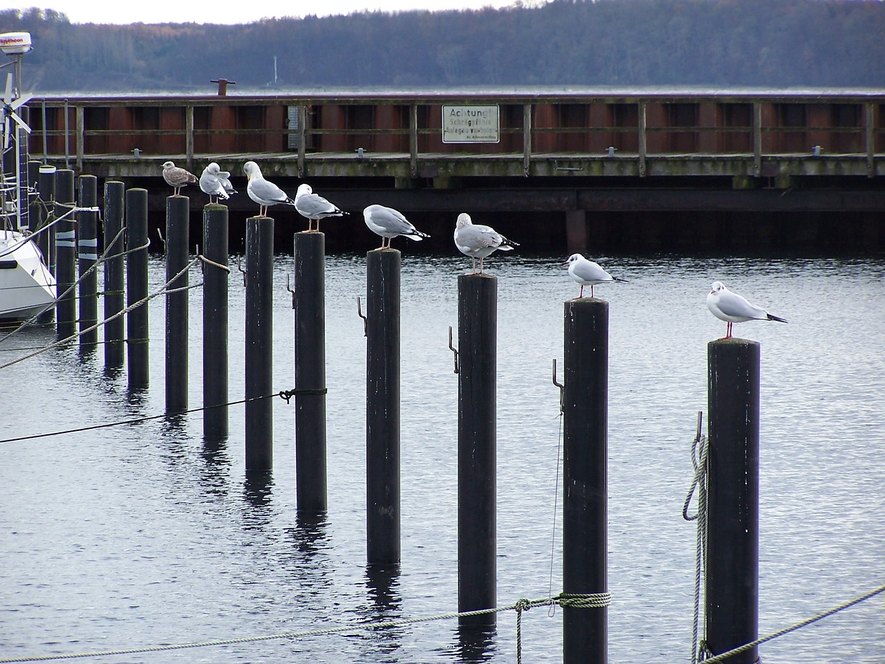 Image - gulls port bird sea water birds