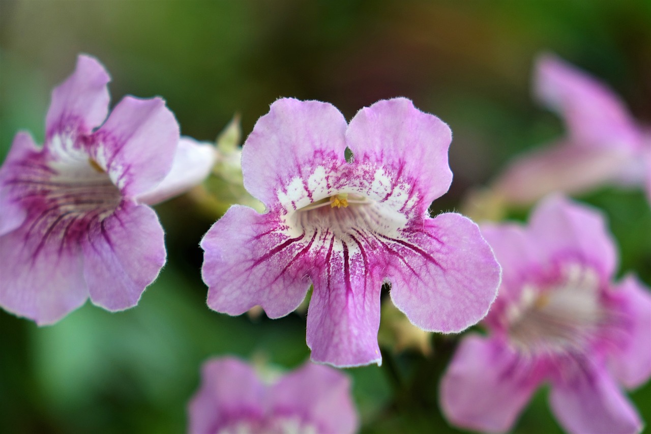 Image - flower ziyun flowers purple yun vine