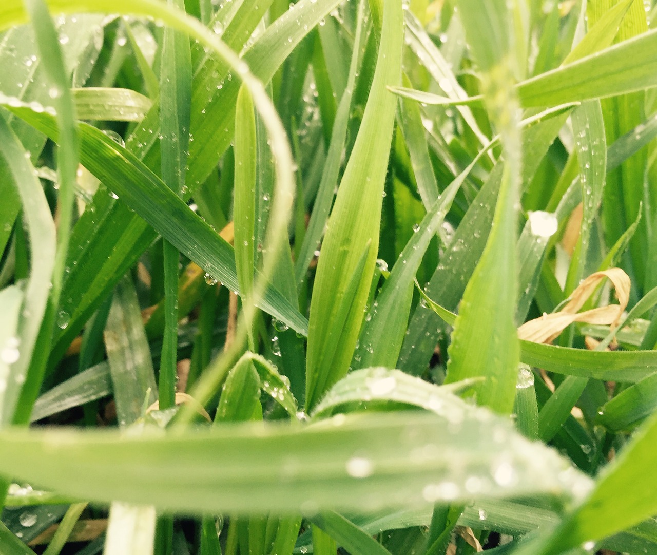 Image - grass green close shot outdoors