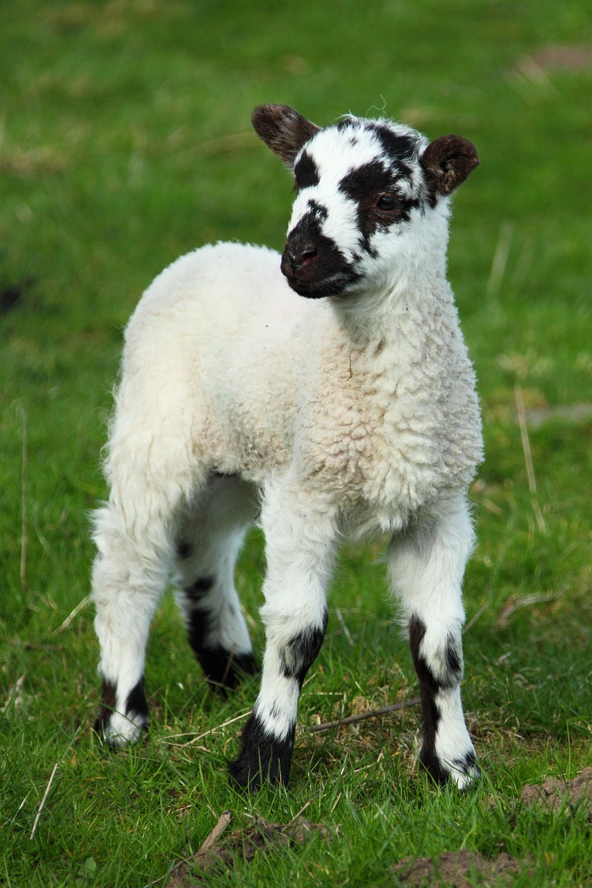 Image - animal baby cute field grass lamb