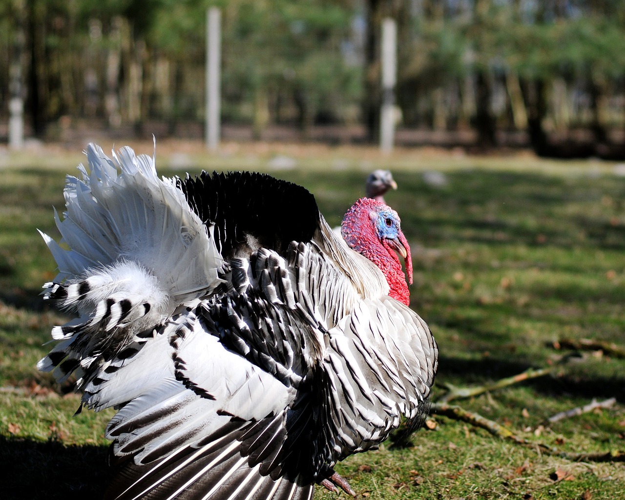 Image - turkey animal wild zoo balmy bruck