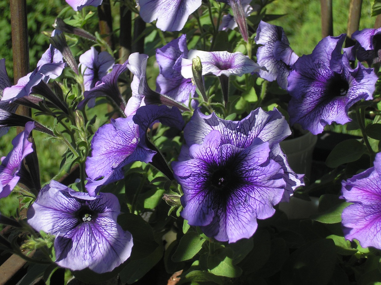 Image - flower petunia summer plant