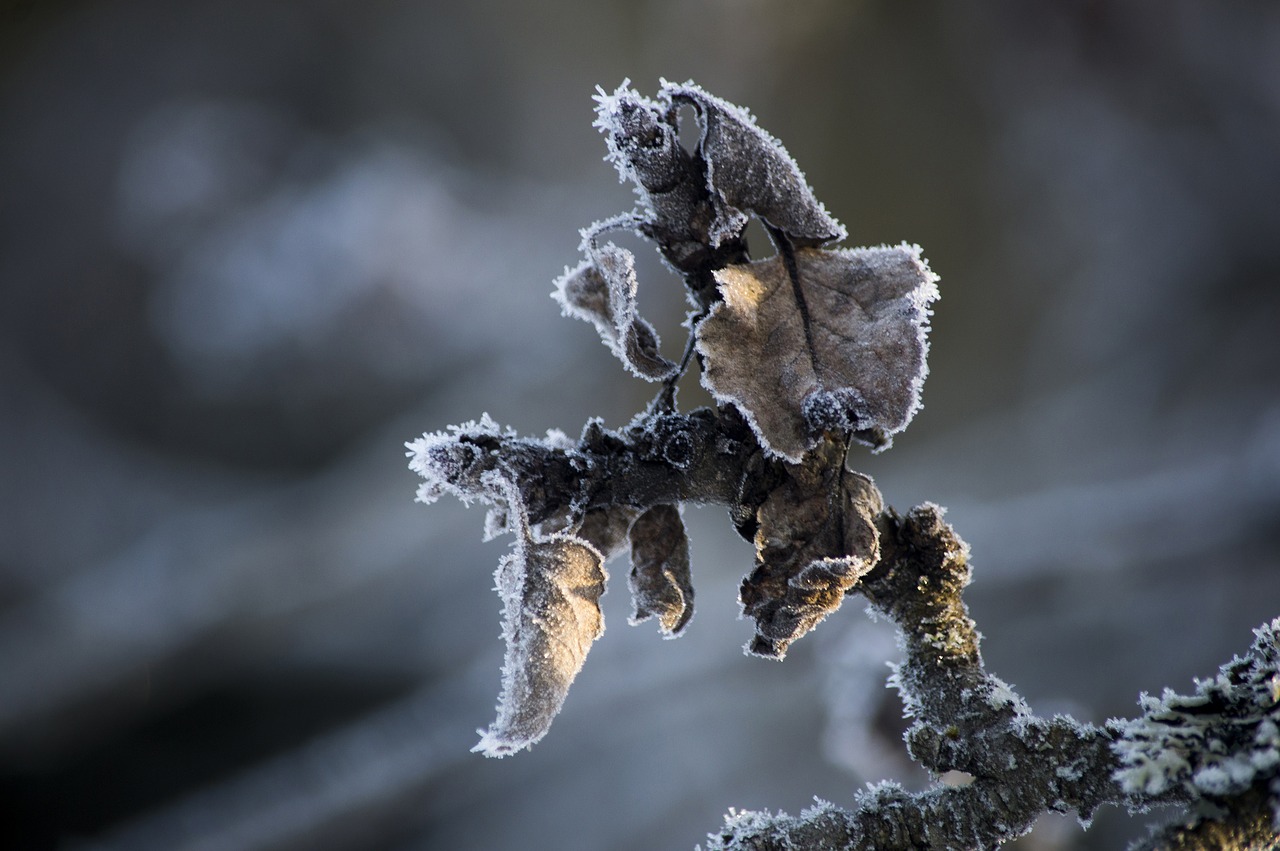 Image - frost winter apple tree