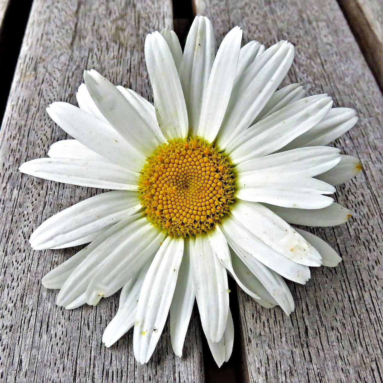 Image - flower marguerite meadow margerite