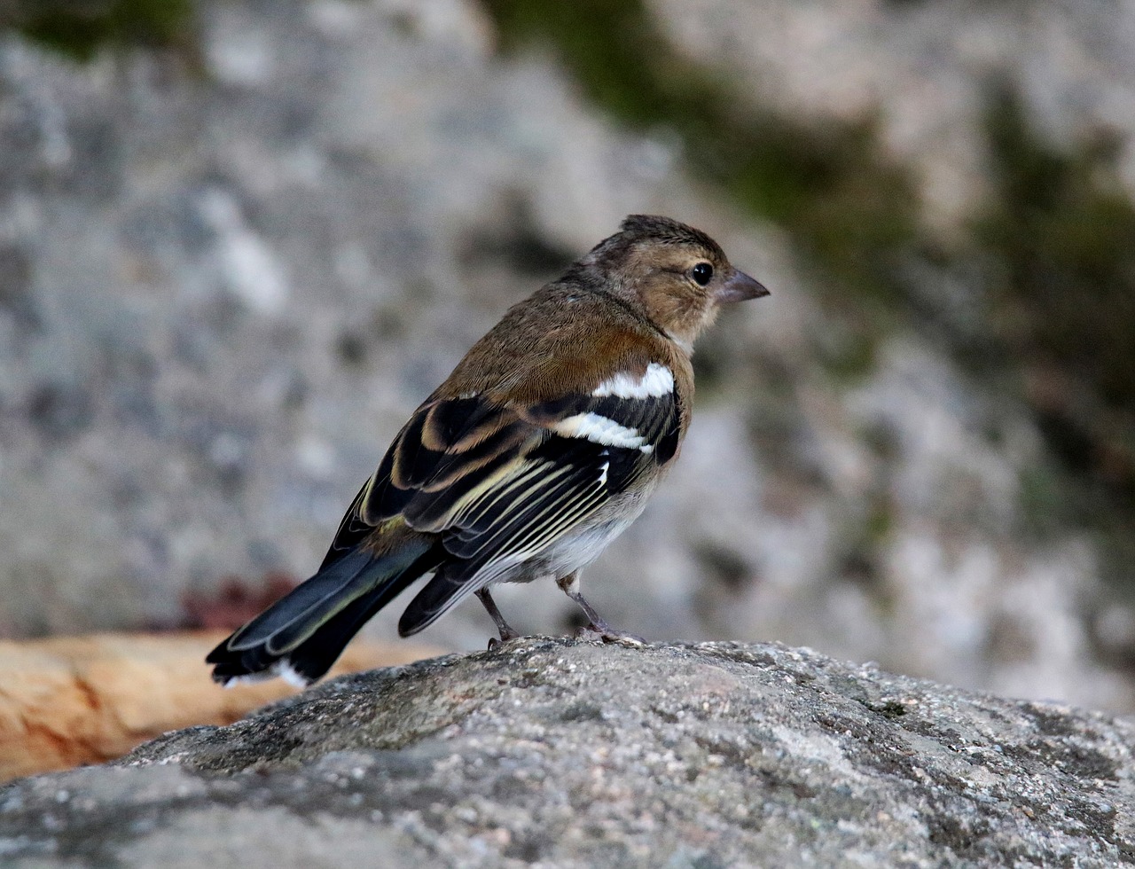 Image - chaffinch female andorra bird