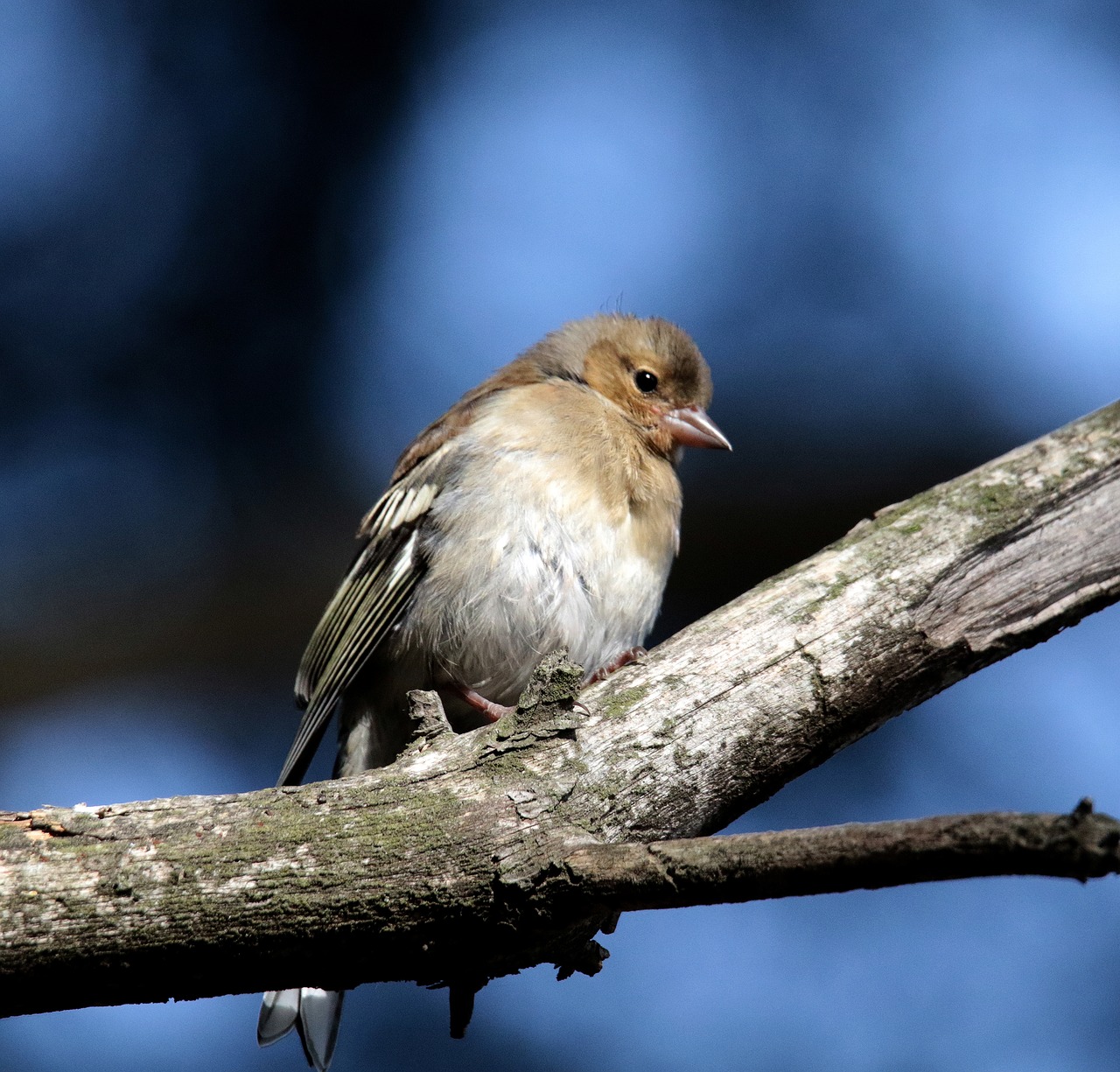 Image - chaffinch female andorra finch