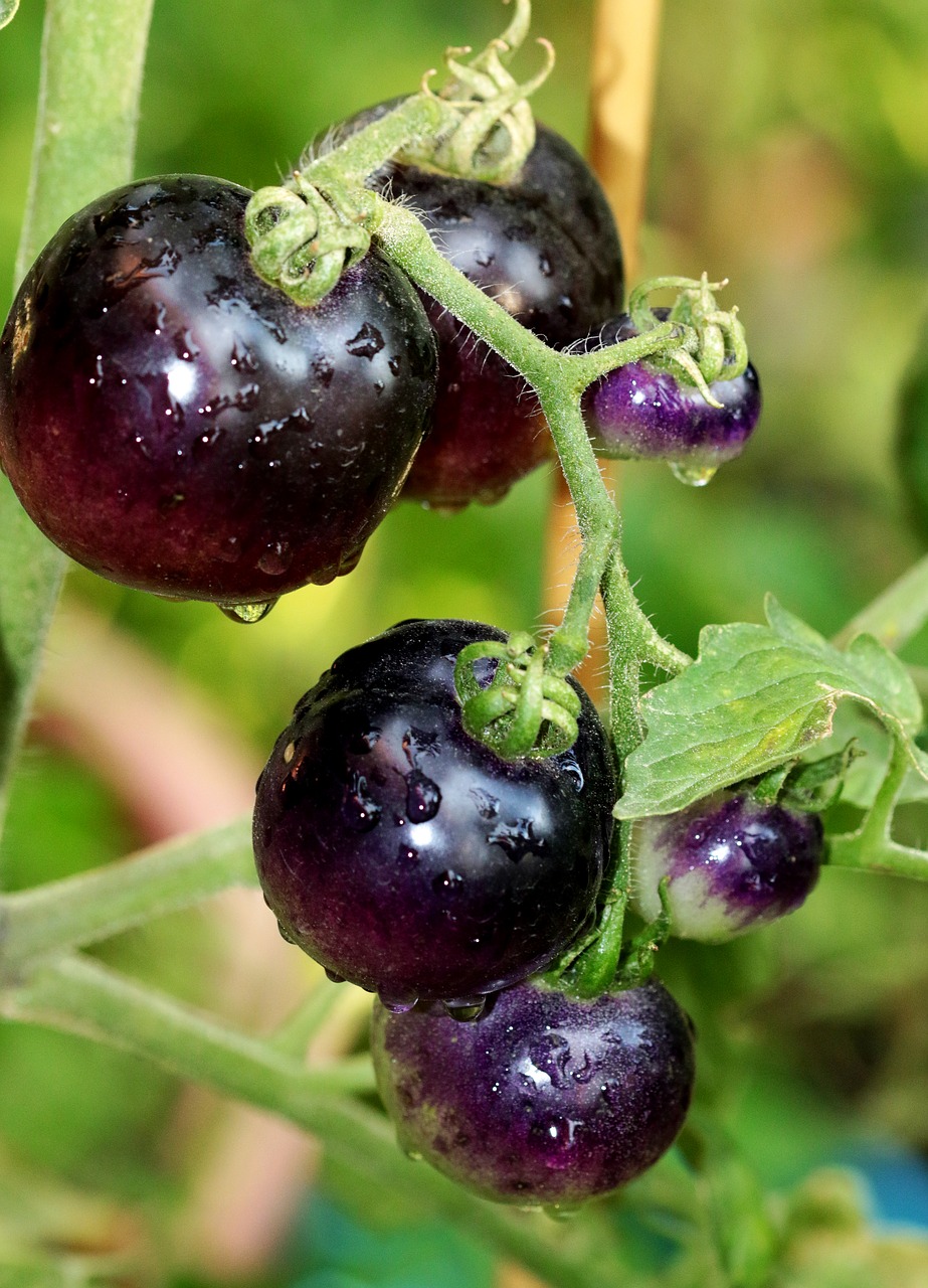 Image - black tomatoes variety tomato