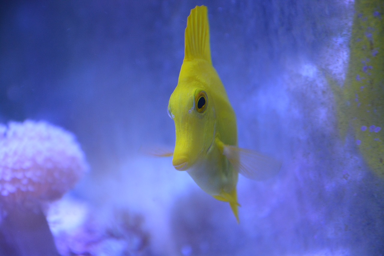 Image - fish face aquarium sea ​​water