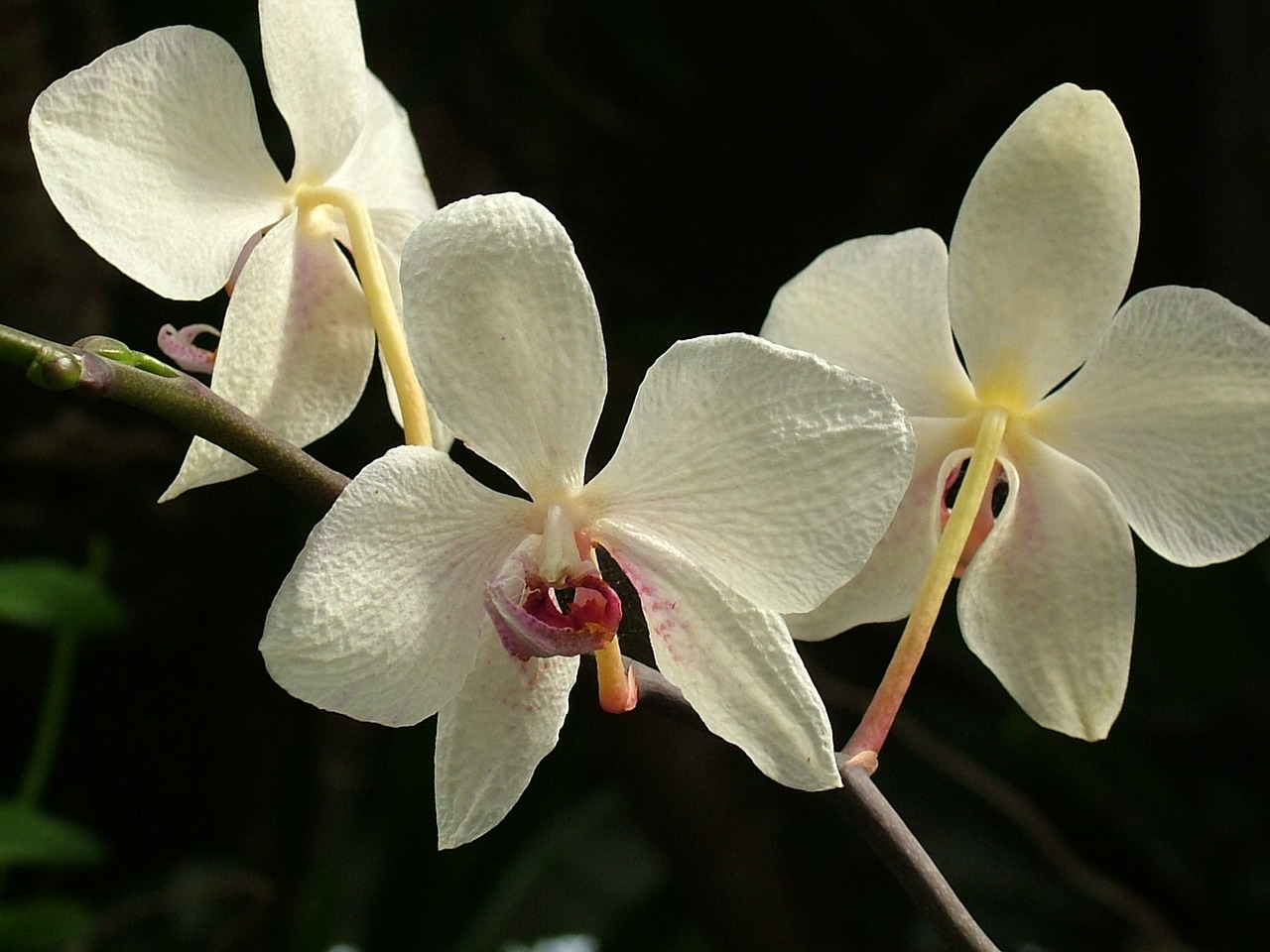 Image - תרגם פרח סחלב 8 5000 orchid flower