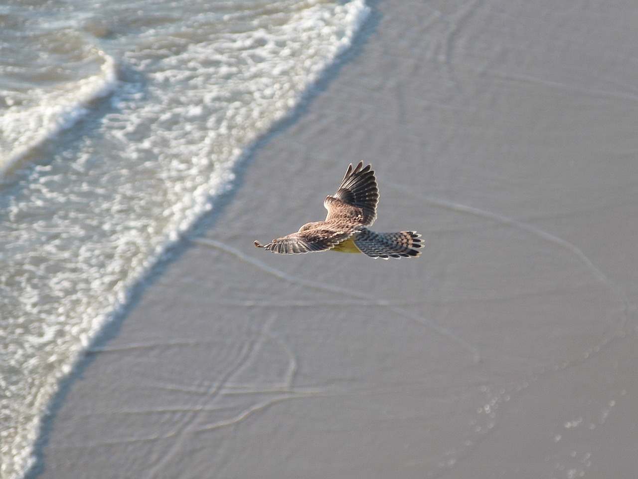 Image - kestrel bird of prey bird european