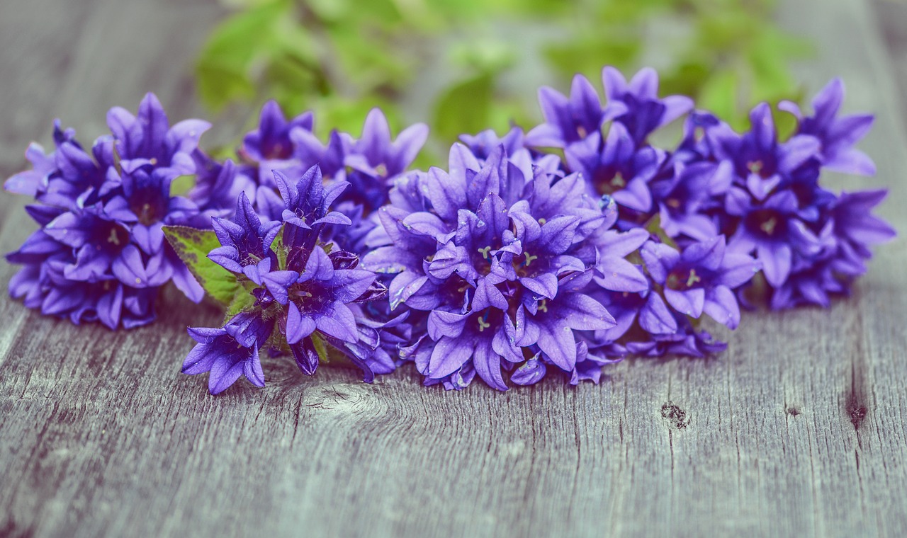 Image - flowers purple wood plank fresh