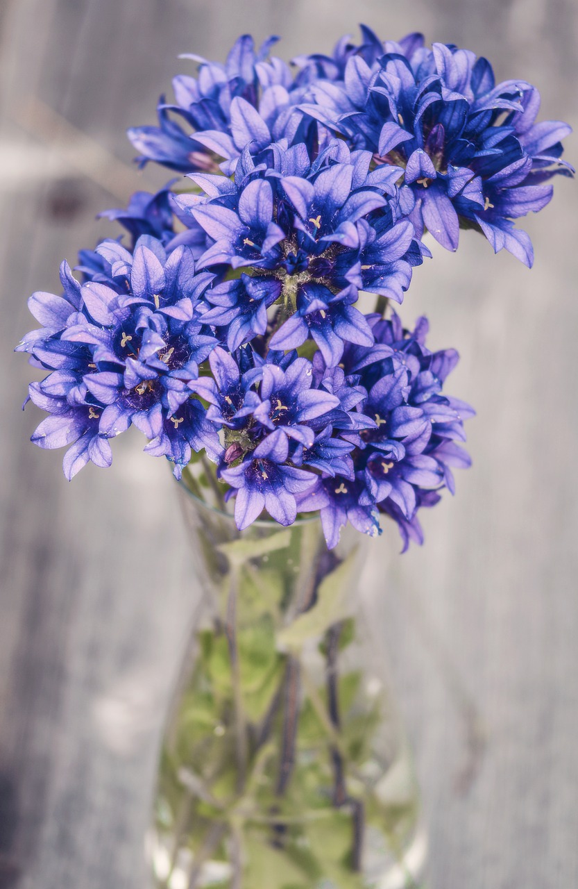 Image - flowers purple blue wood plank